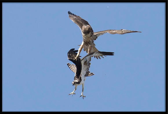 Osprey and Red-tailed Hawk Dispute