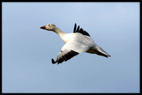 Snow Goose