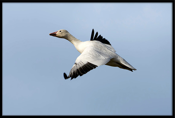 Snow Goose