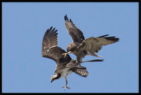 Osprey and Red-tailed Hawk Dispute
