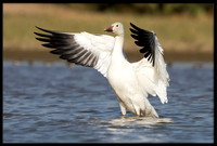 Snow Goose