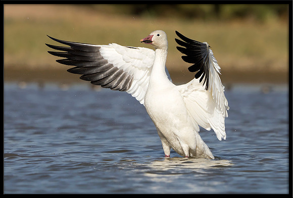 Snow Goose