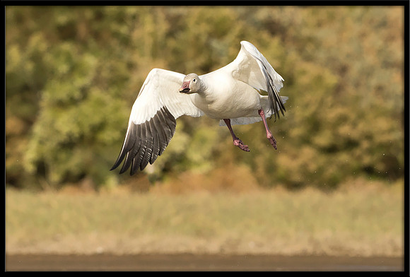 Snow Goose