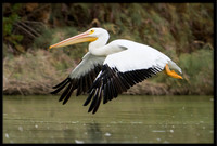 White Pelican