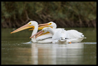 White Pelican