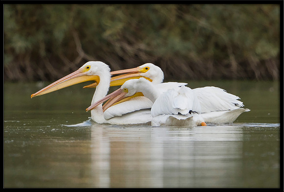 White Pelican
