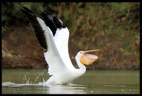 White Pelican