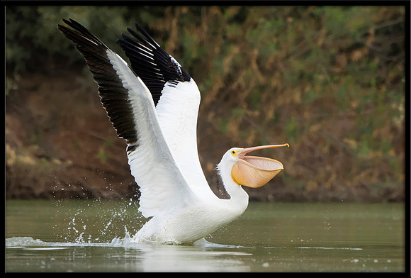 White Pelican