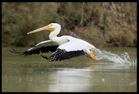 White Pelican