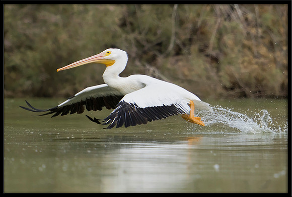 White Pelican