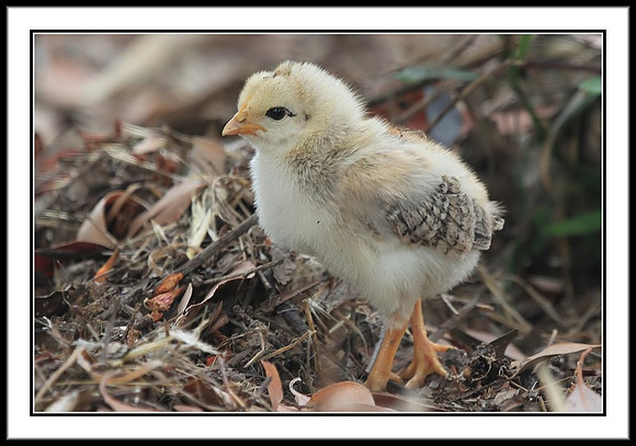 Chick about 1 week old