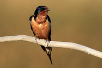 Barn Swallows