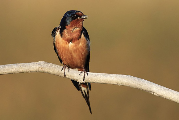 Barn Swallow