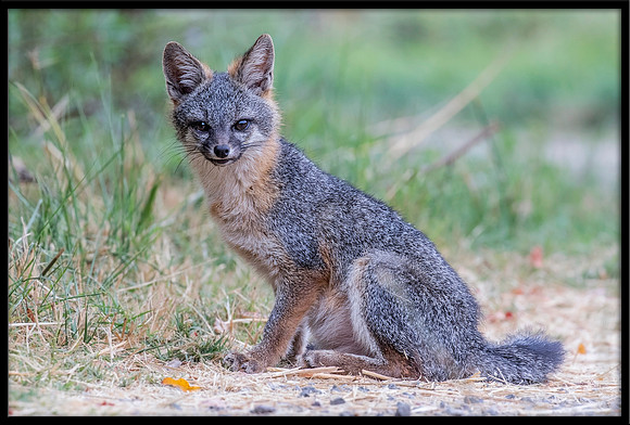 Grey Fox