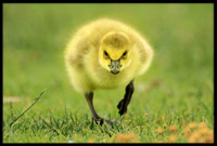 Gosling