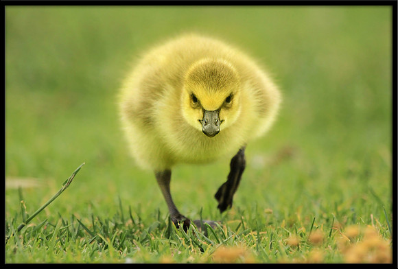 Gosling