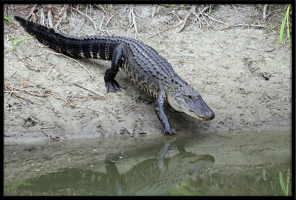Alligator