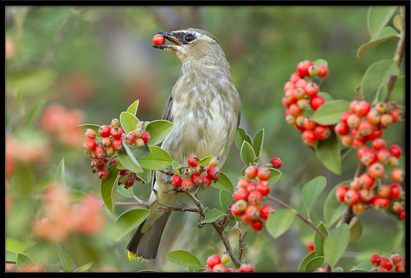 Cedar Waxwing - juvenile