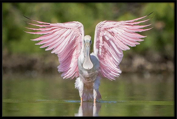 Roseate Spoonbill