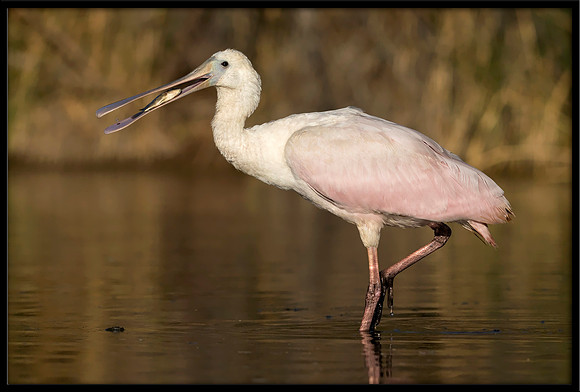 Roseate Spoonbill