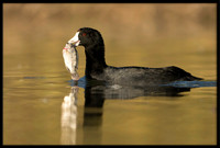 Coot with fish