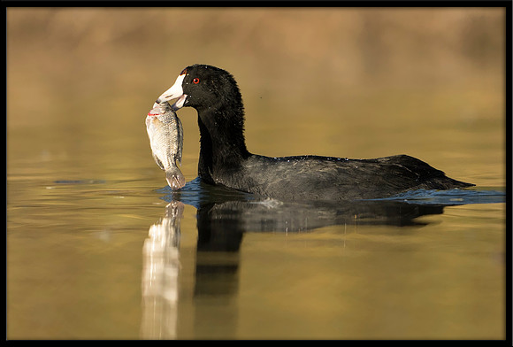 Coot with fish