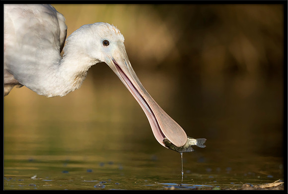 Roseate Spoonbill