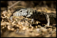 Nile Monitor Lizard