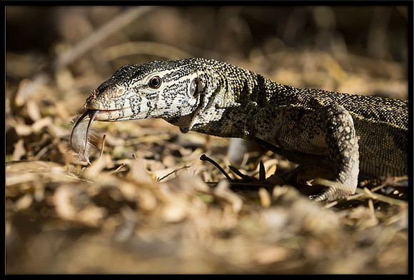 Nile Monitor Lizard