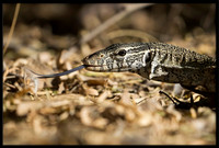 Nile Monitor Lizard