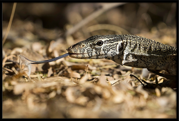Nile Monitor Lizard