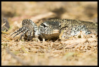 Nile Monitor Lizards