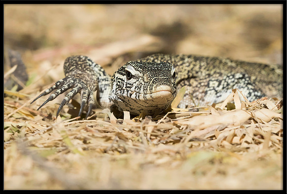 Nile Monitor Lizard