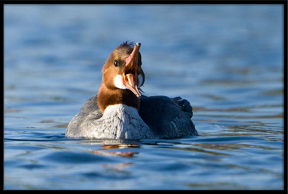 Common Merganser