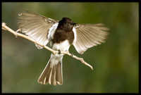 Black Phoebe