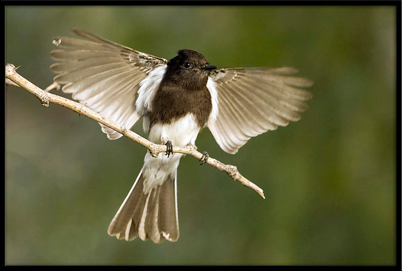 Black Phoebe