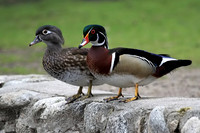 Mr. and Mrs. Wood Duck