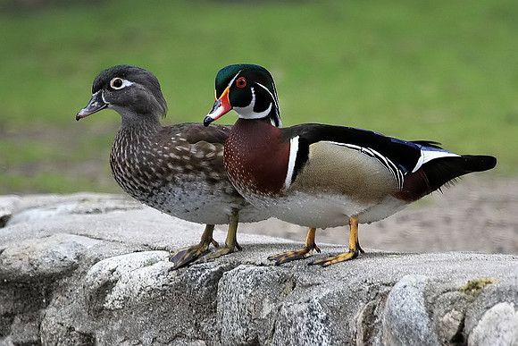 Mr. and Mrs. Wood Duck