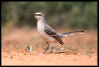 Mockingbird