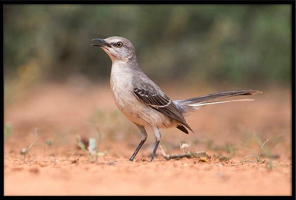 Mockingbird