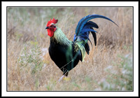 Red Junglefowl (male)