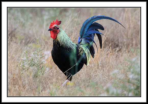 Red Junglefowl (male)