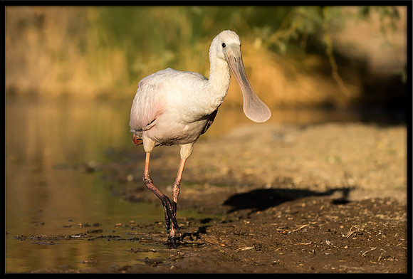 Roseate Spoonbill