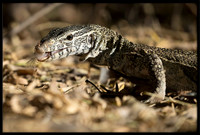 Nile Monitor Lizard