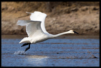 Trumpeter Swan