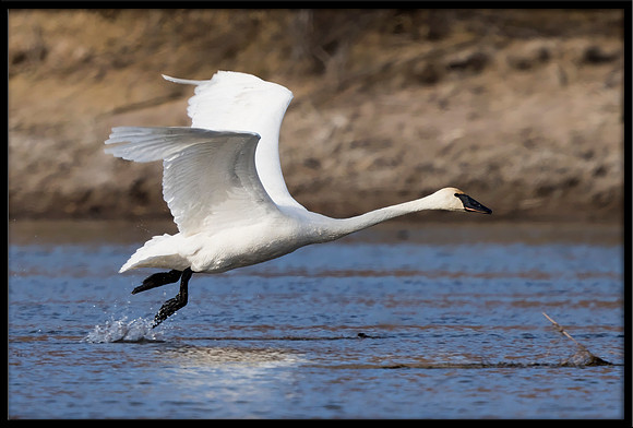 Trumpeter Swan