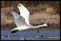Trumpeter Swan