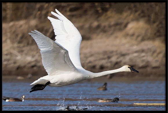 Trumpeter Swan