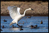 Trumpeter Swan