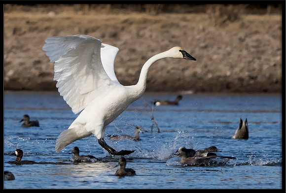 Trumpeter Swan